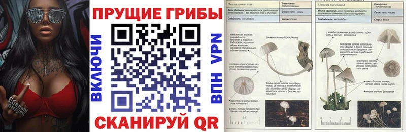 Псилоцибиновые грибы Cubensis  Гатчина 